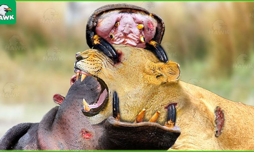 30 Moments Stupid Lion Invade Hippo Territory, What Happens Next? | Animal Fight