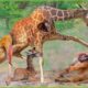 30 Moments The Lion Endured A Kick From The Mother Giraffe | Animal Fight