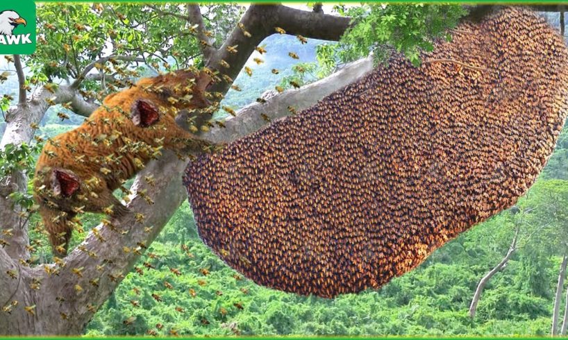 30 Moments When A Bear Climbed A Tree To Steal Honey From A Swarm Of Ferocious Bees | Animal Fight