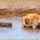 30 Moments When Crocodiles Fought With Hyenas Who Dared To Jump Into The River | Animal Fight