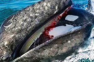 30 Times Sea Animals Messed With The Wrong Opponent !