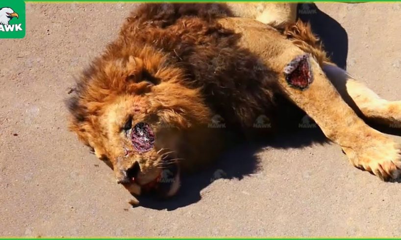 30 Tragic Moments! Lions Fail When They Find Prey That Is Too Strong | Animal Fight