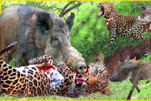 30 Unbelievable Moments Warthog Attacks Leopard To Save Baby Warthog | Animal Fights