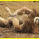 35 Incredible Moments Injured Lion Tries To Survive, What Happened Next? | Animal World