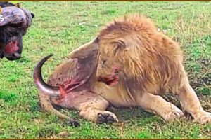 35 Incredible Moments The Lion Failed While Hunting & The King's Last Painful Moments | Animal Fight