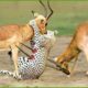 35 Moments When Prey Takes down a predator with its horns, what happens? | Animal Fights