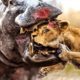 45 Moments Stupid Lion Invade Hippo Territory | Wild Animals Fight
