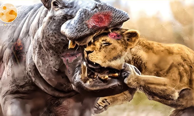 45 Moments Stupid Lion Invade Hippo Territory | Wild Animals Fight