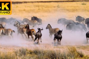 4K African Animal: Etosha National Park, Namibia - Amazing African Wildlife Footage with Real Sounds