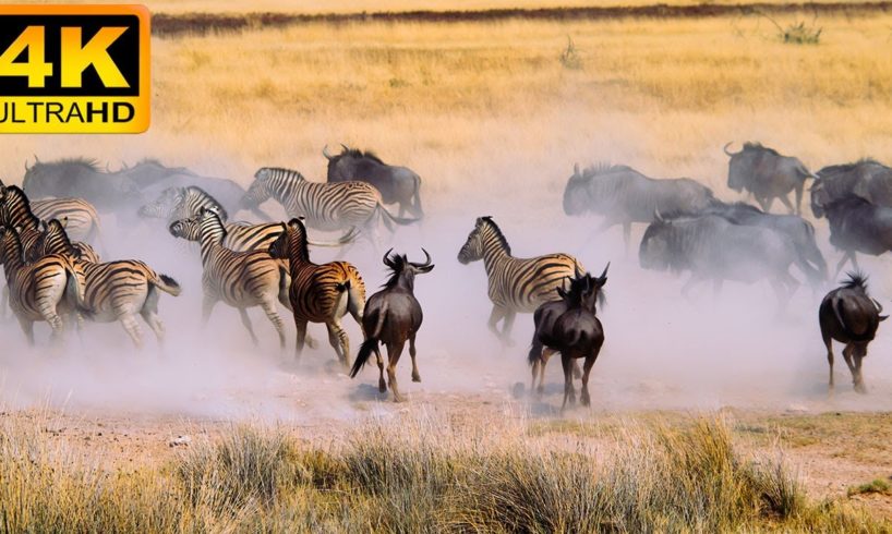 4K African Animal: Etosha National Park, Namibia - Amazing African Wildlife Footage with Real Sounds