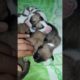 5 cute puppies