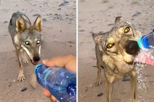 55 Animals That Asked People for Help & Kindness !