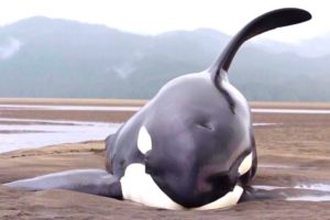6 Orca Rescues That'll Warm Your Heart