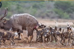 7 Brutal Moments When Wild Dogs Hunt Animals | Animal Fight