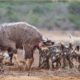 7 Brutal Moments When Wild Dogs Hunt Animals | Animal Fight