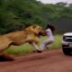 75 Moments Wild Animal Fight , What Happens Next | Animal Fight ▶ 28