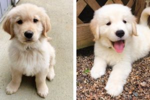 8+ Minutes of Cute & Funny Golden Puppies that Will Make Your Day Full of Happiness 😍💕| Cute Puppies