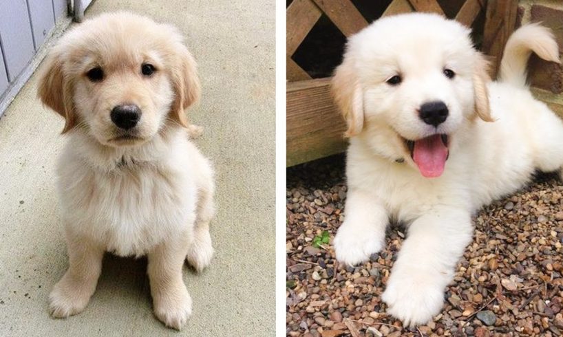 8+ Minutes of Cute & Funny Golden Puppies that Will Make Your Day Full of Happiness 😍💕| Cute Puppies
