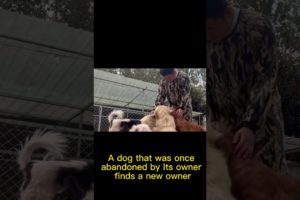 A Dog That Was Once Abandoned By Its Owner Finds A New Owner