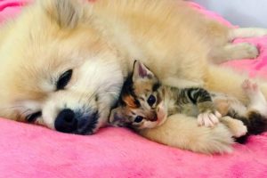 A Pomeranian's Love: Rescued Kitten Finds a Lifelong Companion