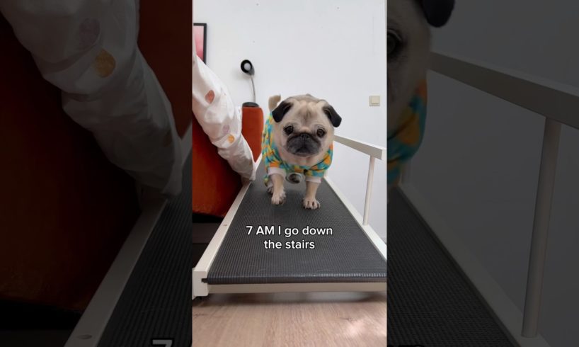 A VERY busy morning in Loulou’s life 😂 (Song by The Holderness Fam) #pug #dog #shorts