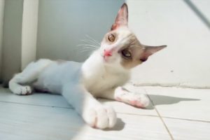 A cute white cat is playing with its owner - #cat #cats #animals #kitten