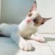 A cute white cat is playing with its owner - #cat #cats #animals #kitten
