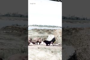 A fierce fight of a deer with three rhinos 🦏🐐😲😱🥺 #shorts #shortsfeed #deer #animals #viral