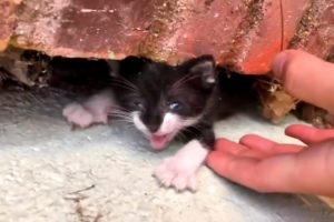 A kitten who was found wedged between two walls