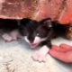 A kitten who was found wedged between two walls