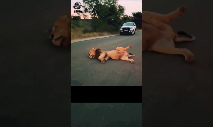 A lion full of food because of eating a giraffe #animals