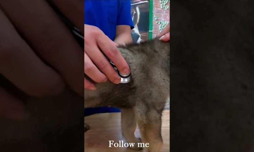 A two-month-old puppy was abandoned in a church parking lot and its health rapidly declined #dog