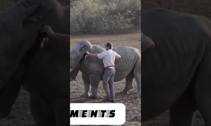 AMAZING RHINO, LIFE SAVING WORK IN AFRICA. Watch 3-minute full video inside channel.