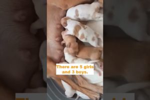 Abandoned Dog Gives Birth to 8 Adorable Puppies and There are 5 Girls and 3 Boys