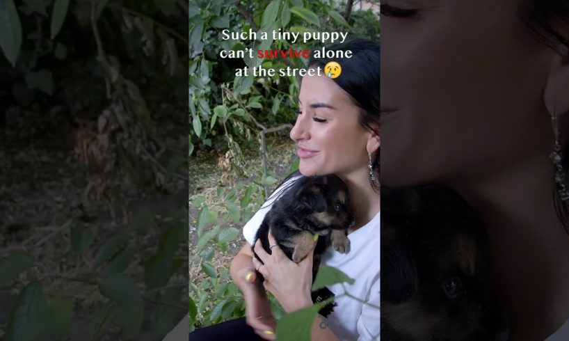Abandoned Puppy Crying and Calling his Mom Until Someone Hears him #animals rescue #rescue #shorts