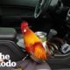 Abandoned Rooster Jumps Into Couple's Truck And Goes Home With Them | The Dodo