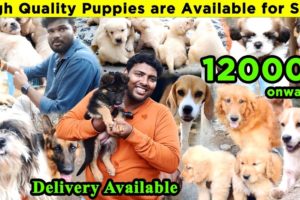 Adorable Puppies for Sale In Chennai | Meet the Cutest Dogs from Chennai Biggest Kennel PawsNurturer