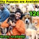 Adorable Puppies for Sale In Chennai | Meet the Cutest Dogs from Chennai Biggest Kennel PawsNurturer