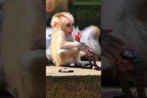 Adorable and lovely baby monkey videos #monkey #animals #adorable #cute #funny #babymonkey #lovely