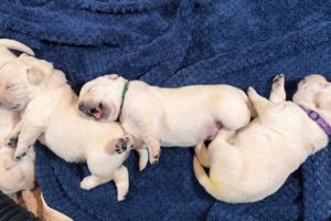 Allnighter Puppy Cam LIVESTREAM! Lab Puppies 15 days old SO CUTE #cutepuppies #puppyvideos #labrador