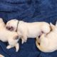 Allnighter Puppy Cam LIVESTREAM! Lab Puppies 15 days old SO CUTE #cutepuppies #puppyvideos #labrador