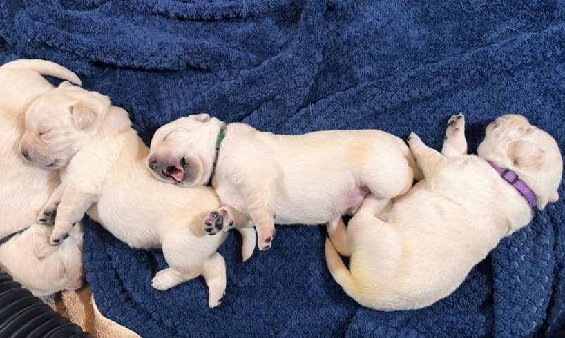 Allnighter Puppy Cam LIVESTREAM! Lab Puppies 15 days old SO CUTE #cutepuppies #puppyvideos #labrador
