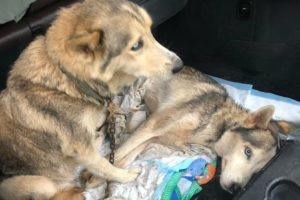 Although chained, the pregnant dog begged to save her partner, the owner neglects them