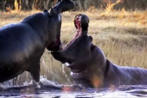 Angry Hippos Fight for Mate | Nature's Great Events | BBC Earth
