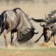 Animal Fight | Friendly fight | Giraffe, Zebra, Seal, Spider, Ant | 4K