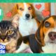 🔴 Animal Stories We Love | LIVE 24/7 Stream | Dodo Kids