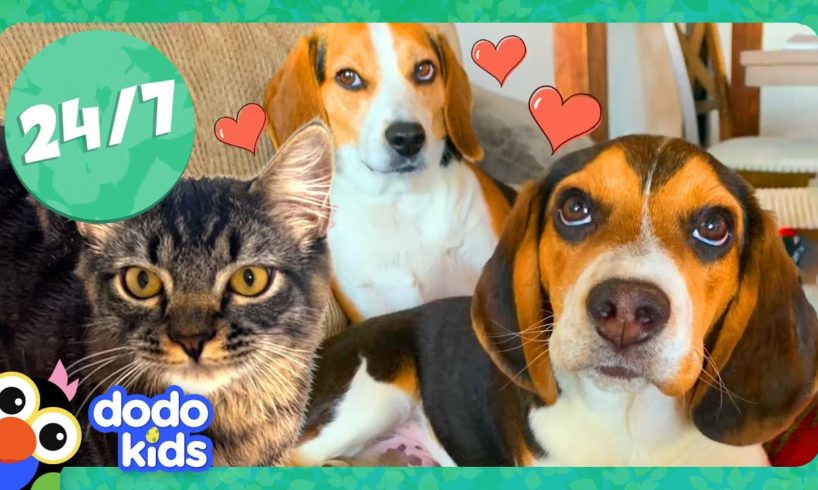 🔴 Animal Stories We Love | LIVE 24/7 Stream | Dodo Kids