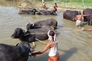 Animals Buffalo Videos, Amazing Buffaloes Bath In Village Pond Water