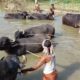 Animals Buffalo Videos, Amazing Buffaloes Bath In Village Pond Water