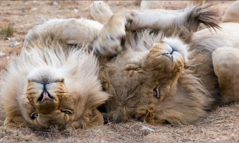 💚Animals Show Emotions and Feelings